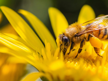 bee pollen